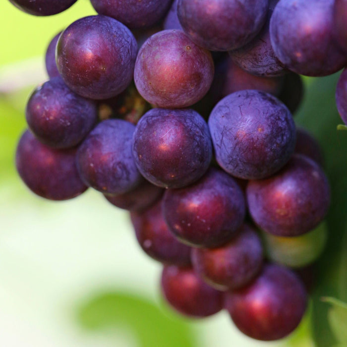 'Vanessa' Seedless Outdoor Grape Vine Soft Fruit