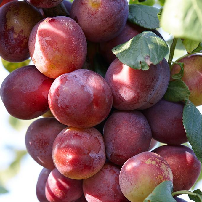 Victoria Plum Tree Fruit Trees