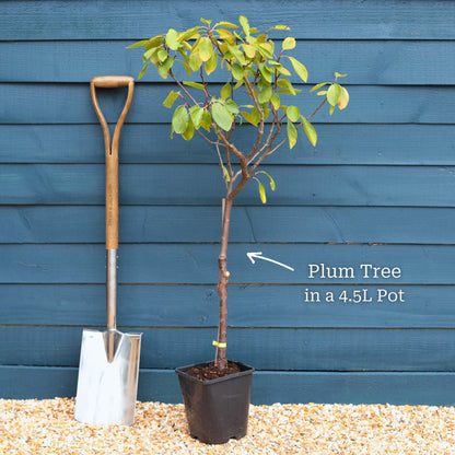 Patio Tree in a 4.5L Pot