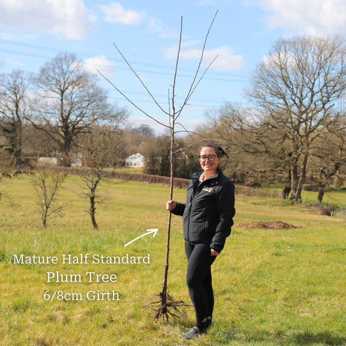 Half-Standard Bare Root Tree - 6/8cm Girth Trunk