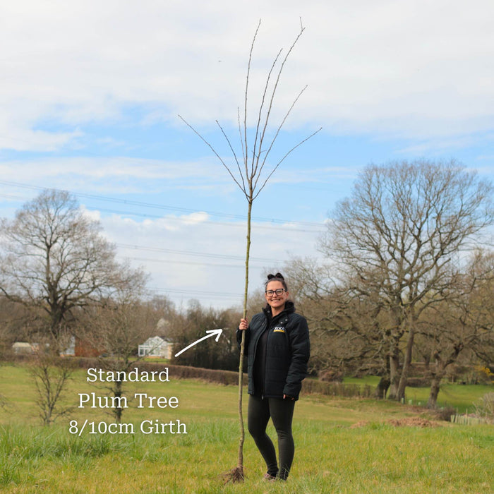 Standard Bare Root Tree - 8/10cm Girth Trunk