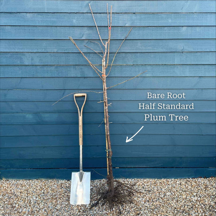 4 Year Old Half Standard 6/8cm Girth Bare Root Tree