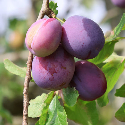 'Victoria' Plum Tree Fruit Trees