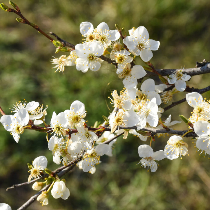 'Victoria' Plum Tree Fruit Trees