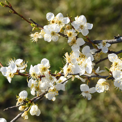 'Victoria' Plum Tree Fruit Trees