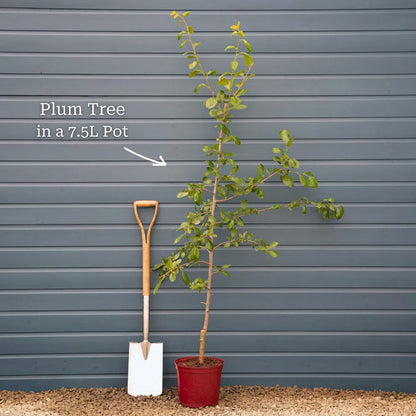 'Oullins Golden Gage' Plum Tree Fruit Trees