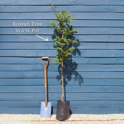 Vilmorin's Rowan Tree | Sorbus vilmorinii Ornamental Trees