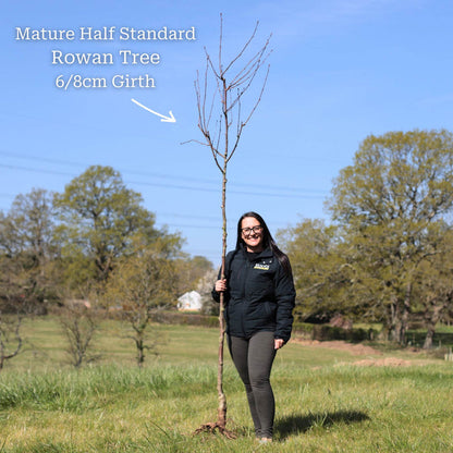 Vilmorin's Rowan Tree | Sorbus vilmorinii Ornamental Trees