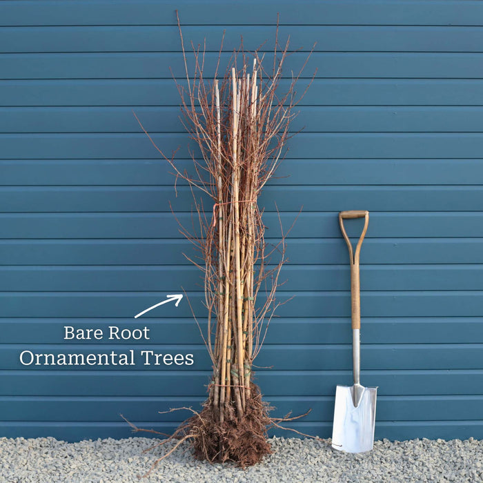 2 Year Old Bare Root Tree