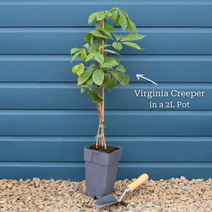 Plant in a 2L Pot