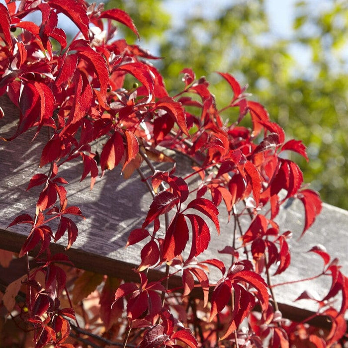 Virginia Creeper | Parthenocissus quinquefolia Climbing Plants
