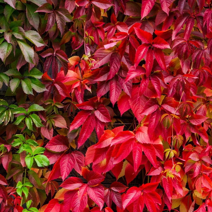 Virginia Creeper | Parthenocissus quinquefolia Climbing Plants