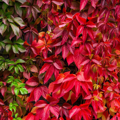Virginia Creeper | Parthenocissus quinquefolia Climbing Plants