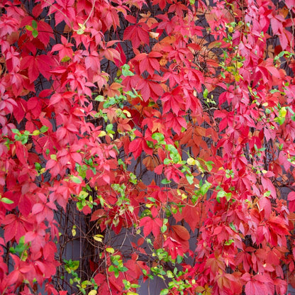 Virginia Creeper | Parthenocissus quinquefolia Climbing Plants