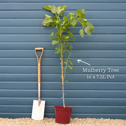 'Wellington' Mulberry Tree Fruit Trees