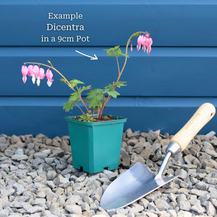 White Bleeding Heart | Dicentra spectabilis 'Alba' Perennial Bedding
