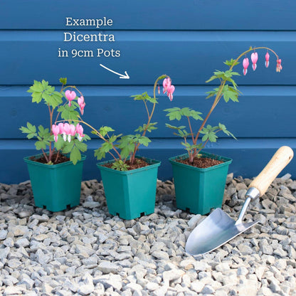 White Bleeding Heart | Dicentra spectabilis 'Alba' Perennial Bedding