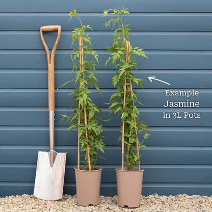 Yellow Star Jasmine | Trachelospermum jasminoides 'Star of Tuscany' Climbing Plants