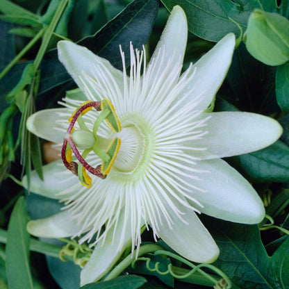 Passiflora 'Constance Elliott' | Passion Flower | On a 90cm Cane in a 3L Pot Climbing Plants
