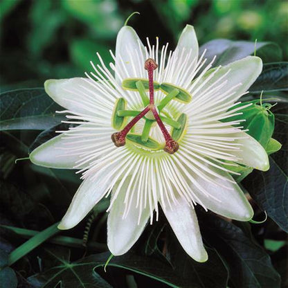 Passiflora 'Constance Elliott' | Passion Flower | On a 90cm Cane in a 3L Pot Climbing Plants
