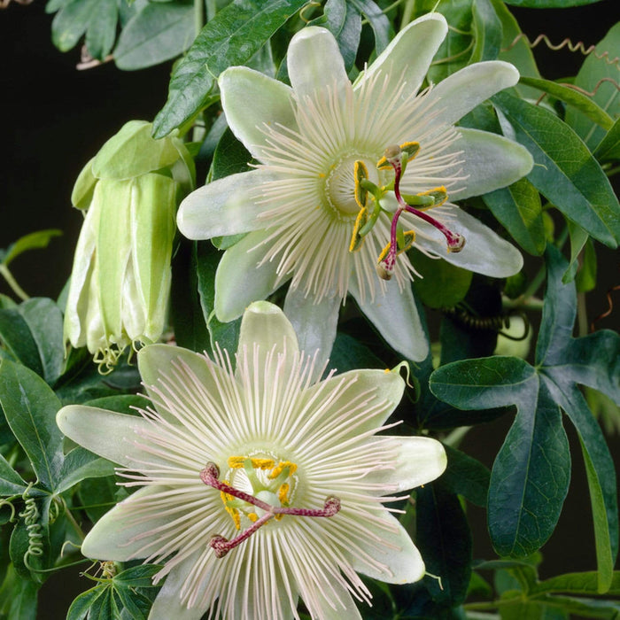 Passiflora 'Constance Elliott' | Passion Flower | On a 90cm Cane in a 3L Pot Climbing Plants