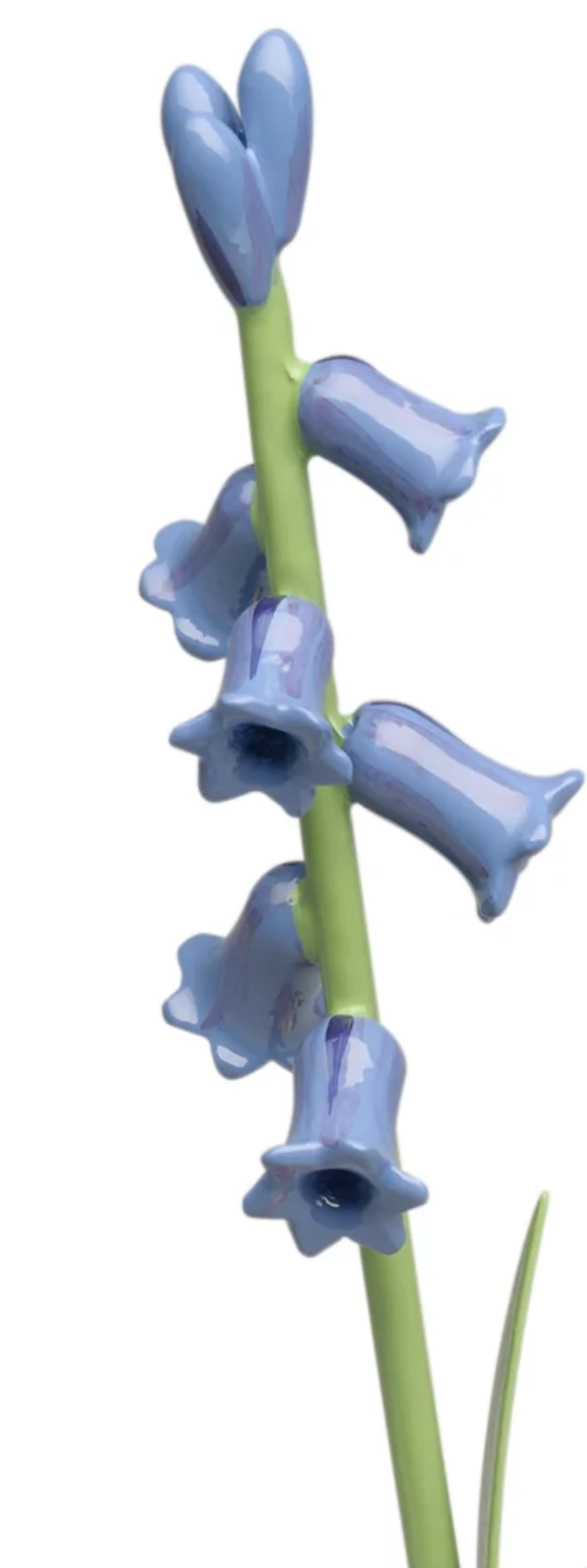 Wild Hyacinth for Girl with Wild Hyacinth