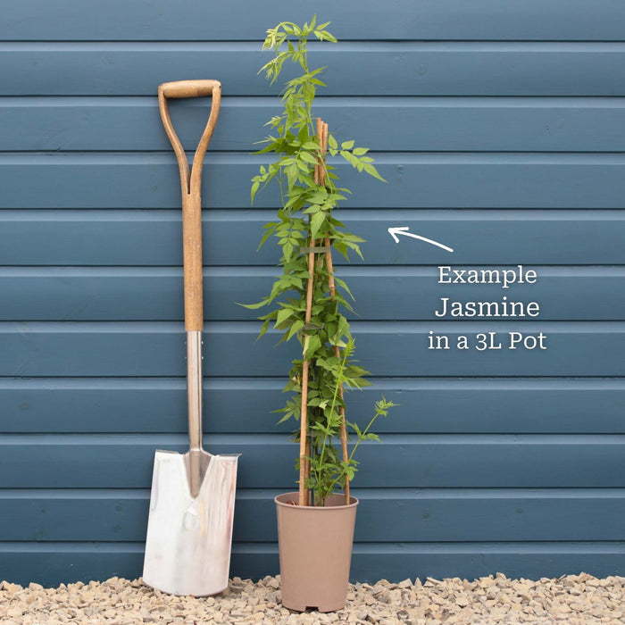 Yellow Star Jasmine | Trachelospermum jasminoides 'Star of Tuscany' Climbing Plants