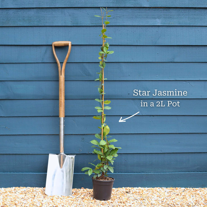 Evergreen Star Jasmine | Trachelospermum jasminoides Climbing Plants
